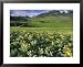 Balsamroot in the Absaroka Mountains, Livingston, Montana, USA Framed Art Poster Prin...