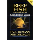 Reef Fish Identification: Florida, Caribbean, Bahamas