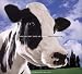 Books : The Secret Life of Cows