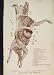 Bitch Dog Dogs Dissection Hound Hounds Antique Print