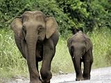 Two Pygmy Elephants Cross the Road Photographic Poster Print, 24x18