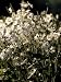 White Form of the Flower Anemone Hupehensis, Japanese Wind Flower Photographic Poster Print by Jason Edwards, 30x40