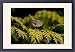 Framed Prints of CK-4550 Goldcrest - perched in Leyland Cypress from Ardea Wildlife Pets