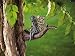 Polystone Kissing Fairy Statuary