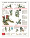 Anatomy and Injuries of the Foot and Ankle Chart Laminated