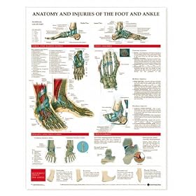 Anatomy and Injuries of the Foot and Ankle Chart Laminated