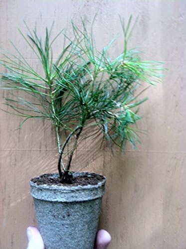 Do-it -Yourself Wedding Favors 25 White pine starter seedlings Includes Planter 3 Inch Round Biodegradable Seedling Starting Peat Pots