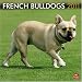 Books : French Bulldogs 2011 Square 12X12 Wall Calendar