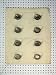 1816 States Perfect Diseased Eyes Horse Pupil Old Print