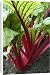 Canvas Prints of Swiss Chard - planted within the parterre, both practical a colourful display from Ardea Wildlife Pets