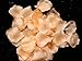 Wholesale Lot 3000 PCS Peach Color Silk Rose Petals Wedding Flower Decoration Wf-035