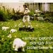 Songs for Polar Bears