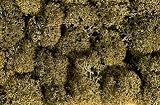 Noch 08600 Lichen Stone Grey 35g