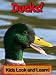 Ducks! Learn About Ducks and Enjoy Colorful Pictures - Look and Learn! (50+ Photos of Ducks) Ducks! Learn About Ducks and Enjoy Colorful Pictures - Look and Learn! (50+ Photos of Ducks)