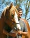 Californian Photograph Poster Giclee Man and His Horse 40x60