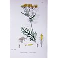 BOTANY PLANTS c1902 COMMON RAGWORT SENECIO JACOBAEA
