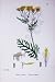 Botany Plants C1902 Common Ragwort Senecio Jacobaea