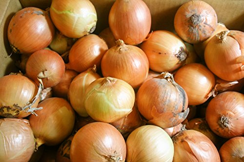 北海道産 玉ねぎ Mサイズ 10kg