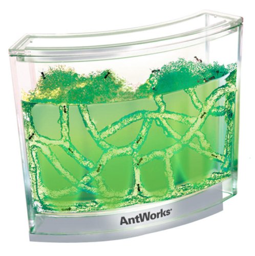 Childrens Toyshop  Toys : Antworks Illuminated Combo Pack