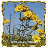 1 Oz Saw-Tooth Sunflower (Helianthus grosseserratus) Bulk Wildflower Seeds