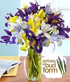 Blessings Iris