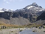 IMAGE OF King Penguins, Moltke Harbour, Royal Bay, South Georgia, South Atlantic Stretched Canvas Poster Print by Robert Harding, 30x40