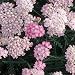 Achillea Wonderful Wampee