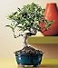 Golden Gate Ficus Bonsai