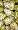 Noni Juice Plant 10 Seeds - Morinda citrifolia -Magical