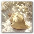 Coral Shell IV by Donna Geissler 12"x12" Art Print Poster