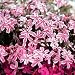 [Amazon限定]芝桜（シバザクラ） ：タマノナガレ（多摩の流れ）24株セット[15％引!]