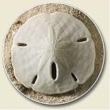 Sand Dollar shell Auto Coaster - Single absorbant stone Coaster for
Your Car