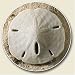 Sand Dollar Auto Coaster - Single Coaster for Your Car