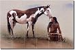 Many Coups by John Fawcett - Western Indian Glass Tile Wall Floor Mural 24" x 36" Kitchen Shower Backsplash