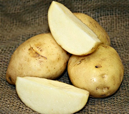 5 lb. SEED POTATOES - Kennebec Russet - Organic - ORDER NOW for FALL PLANTING 5 lb. SEED POTATOES - Kennebec Russet - Organic - ORDER NOW for FALL PLANTING