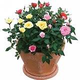 ミニローズ3株寄せ植え