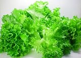 【送料無料】 《洗わなくていい》　無農薬野菜 ★業務用５００g★　リーフミックスセット　＜ご家庭でも＞ デモ