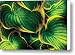 Flower - Plant - Hosta Leaves Canvas Print / Canvas Art - Artist Mike Savad