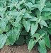 David's Organic Sedative Herb Catnip 100 Seeds per Packet