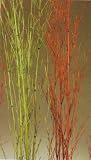 Green Earth Accents Brush Bamboo 5-6 Feet Tall, Package of 5