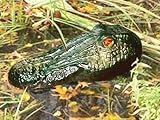 Tools & Hardware : Bird-X GG Gator Guard Floating Alligator Head
