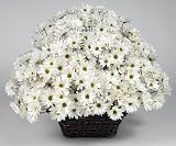 Send Fresh Cut Flowers - 500 White Daisies
