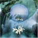 Ishq-Orchid