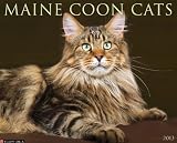Maine Coon Cats 2013 Wall Calendar