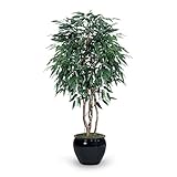 IMAGE OF Labs 6' Mango Tree