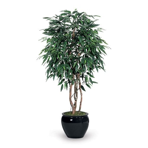Labs 6' Mango Tree