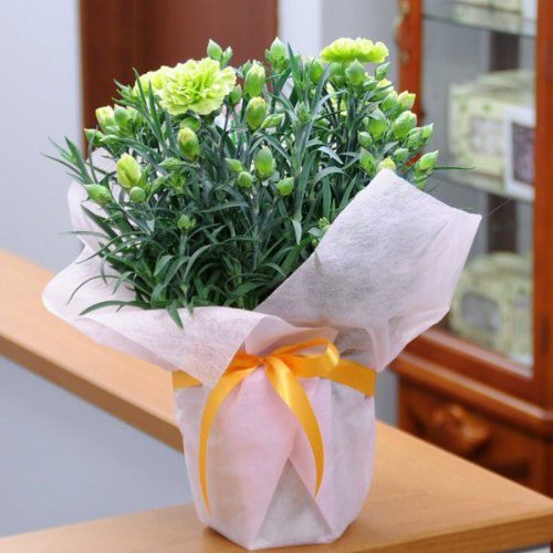 花工房花贈りエーデルワイス フラワーギフト カーネーション〔ジェイド〕母に贈る花鉢2010