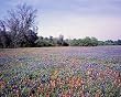 Texas Blue and Red Bonnets Photograph - Beautiful 16"x20" Photographic Print by Carol M. Highsmith
