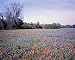 Texas Blue and Red Bonnets Photograph - Beautiful 16"x20" Photographic Print by Carol M. Highsmith