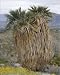 Photographic Prints of ROG-11829 Fan Palms - in the Sonoran desert from Ardea Wildlife Pets